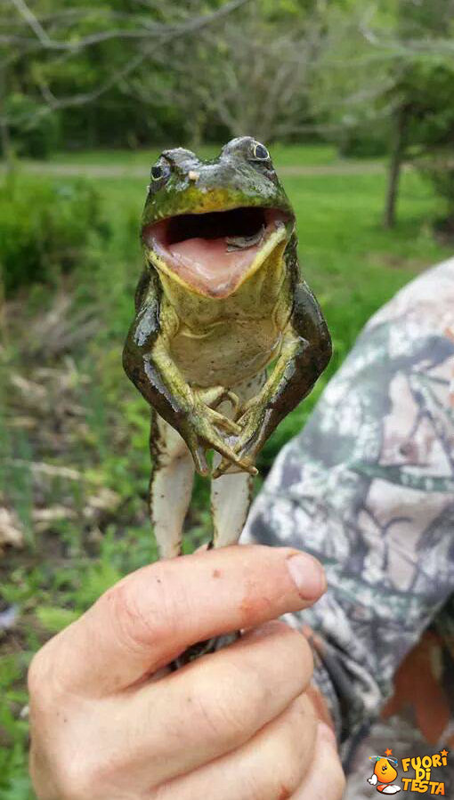 Una rana molto fotogenica