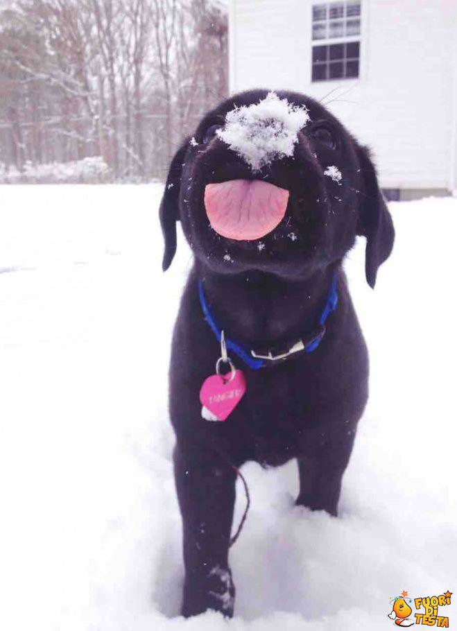 Vede per la prima volta la neve