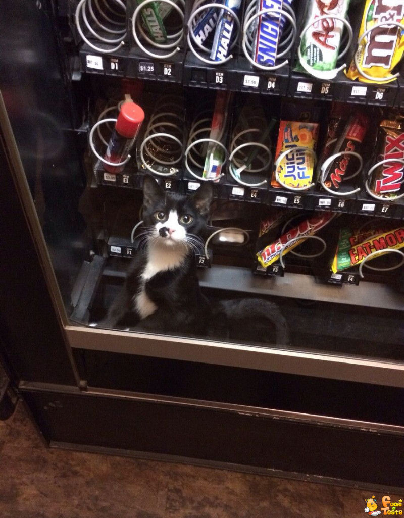 Volevo prendere un KitKat