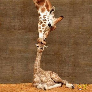 L'amore di una madre
