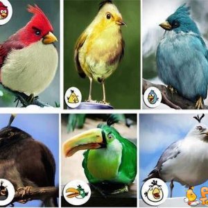 Angry Birds