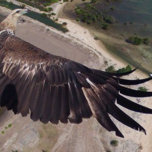 Aquila fotografata da un drone