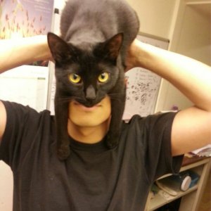 Catman