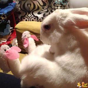Coniglio con pantofole da coniglio
