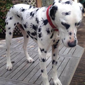 Costume di Halloween per dalmata