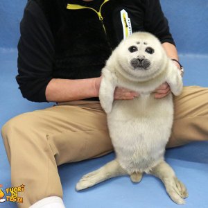 Cucciolo di foca