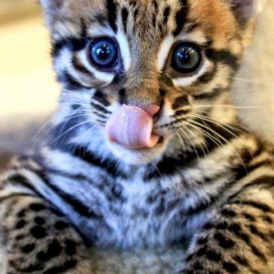 Cucciolo di ocelot