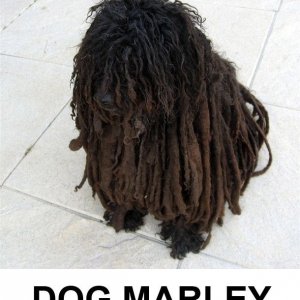 Dog Marley