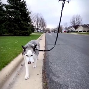 Drone porta in giro il cane