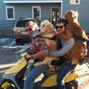 Due uomini e due cani sullo scooter