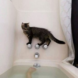 Il gatto equilibrista