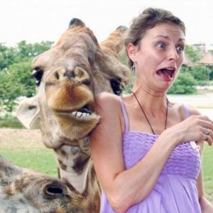Giraffe incutono terrore