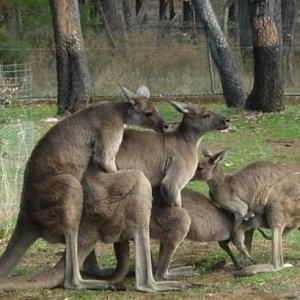 I canguri amano stare in gruppo