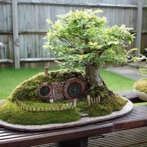 Il bonsai hobbit