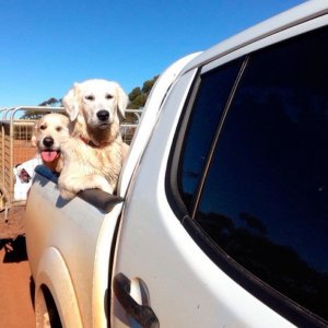 Il cane più figo che ci sia