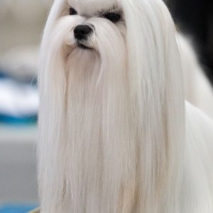 Il cane Saruman