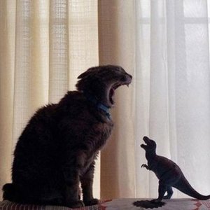 Il gatto e il dinosauro