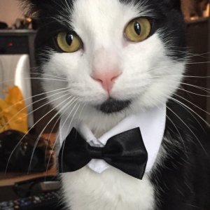 Il gatto più elegante al mondo