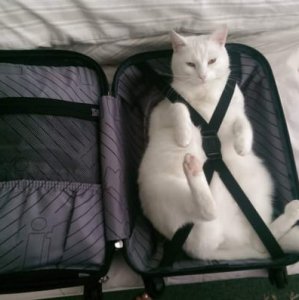 Il gatto viaggiatore