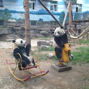 Il parco giochi per panda