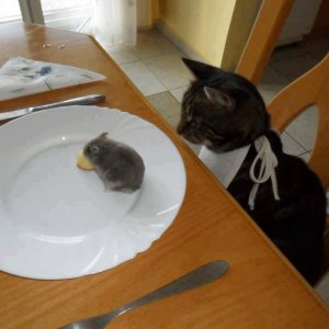 Il pranzo è servito