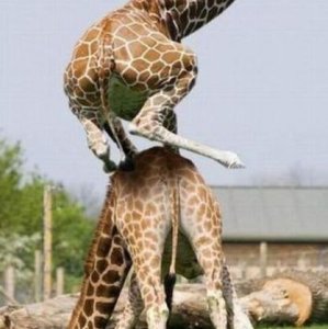 Il salto della giraffa