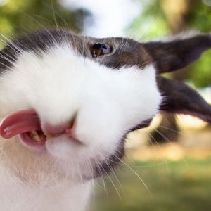 Il selfie di un coniglio
