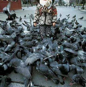 Invasione di piccioni
