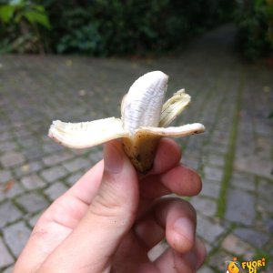 La banana più piccola al mondo