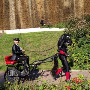 La carrozza e il cavallo