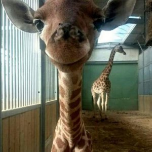 La giraffa felice