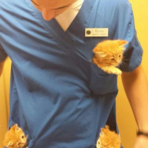 Lavorare in una clinica veterinaria