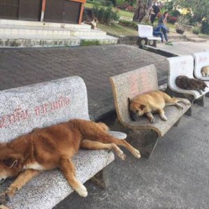 Le panchine servono anche a questo