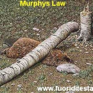 Legge di Murphy