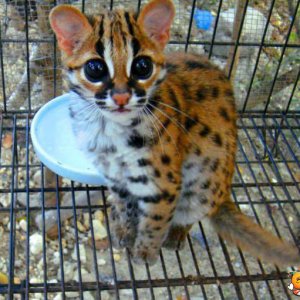 Ocelot dagli occhi dolci