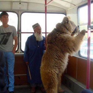 Orso usa i mezzi pubblici