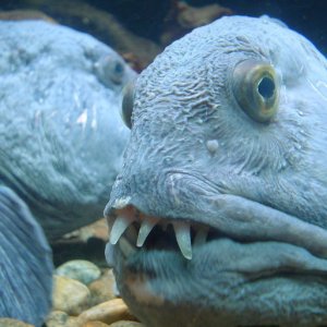 Pesce dal sorriso smagliante