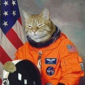 Il primo gatto nello spazio