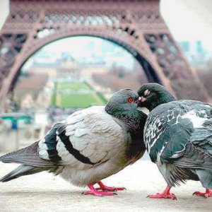 Romanticismo tra piccioni