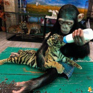 Scimpanzè allatta una tigre