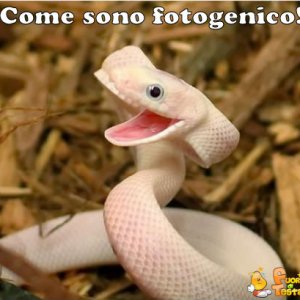 Serpente fotogenico