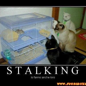 Stalking