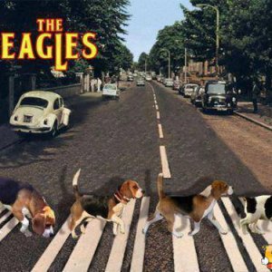 The Beagles