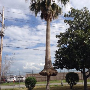 Un albero cresce sull'albero