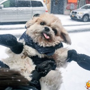 Un buffo cagnolino