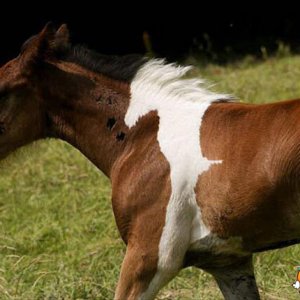 Un cavallo dentro il cavallo