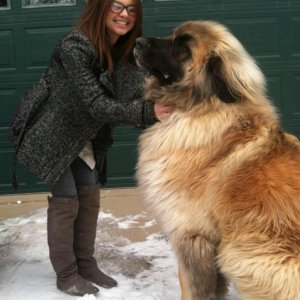 Un fantastico cane Leonberger