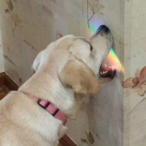 Un gustoso arcobaleno