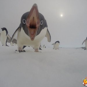 Un pinguino un po' aggressivo