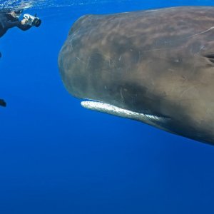 Una foto alla balena